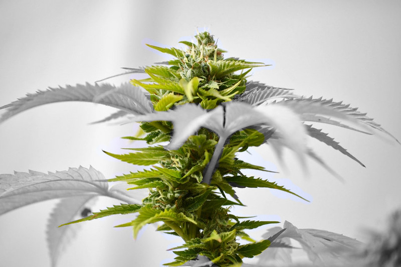 Photo of a marijuana plant
