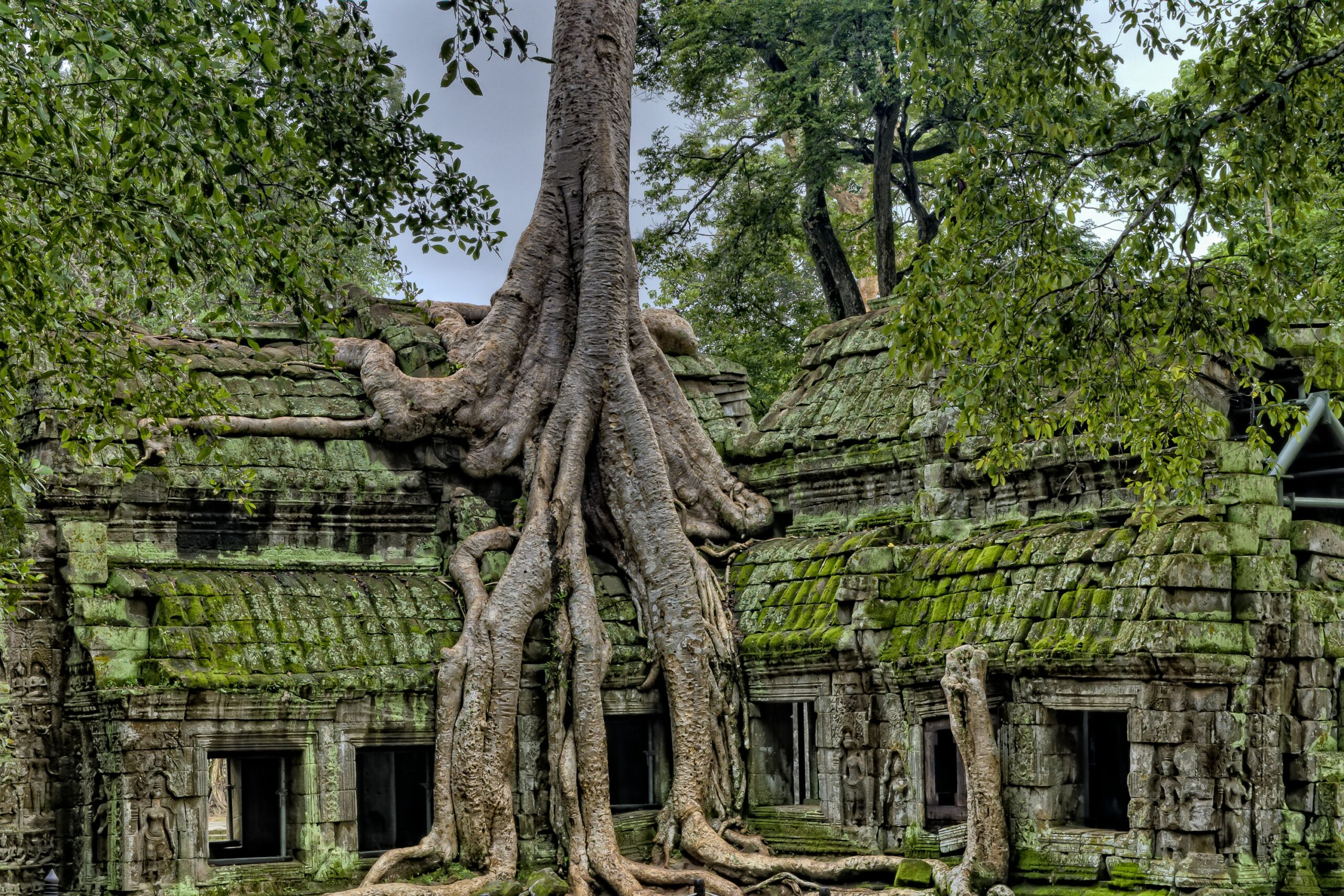 Angkor trees on a a ruin