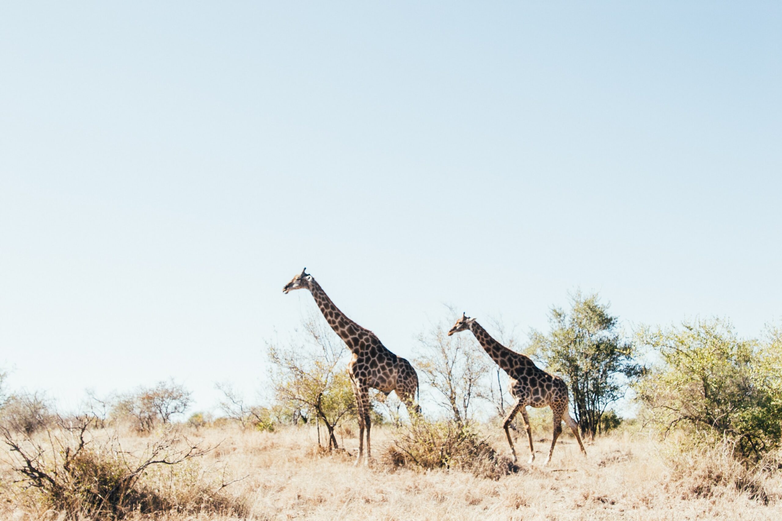 Two giraffes in the Kruger National parc in South Africa