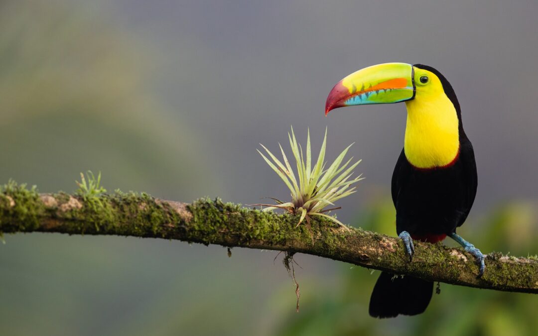 Toucan on a branch in Costa Rica