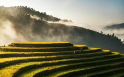 Vietnam’s Dietary Supplement and VMS Boom: Key Players, Growth Trends & Regulatory Insights for Pharma & OTC Companies and 2040 Market Size Outlook