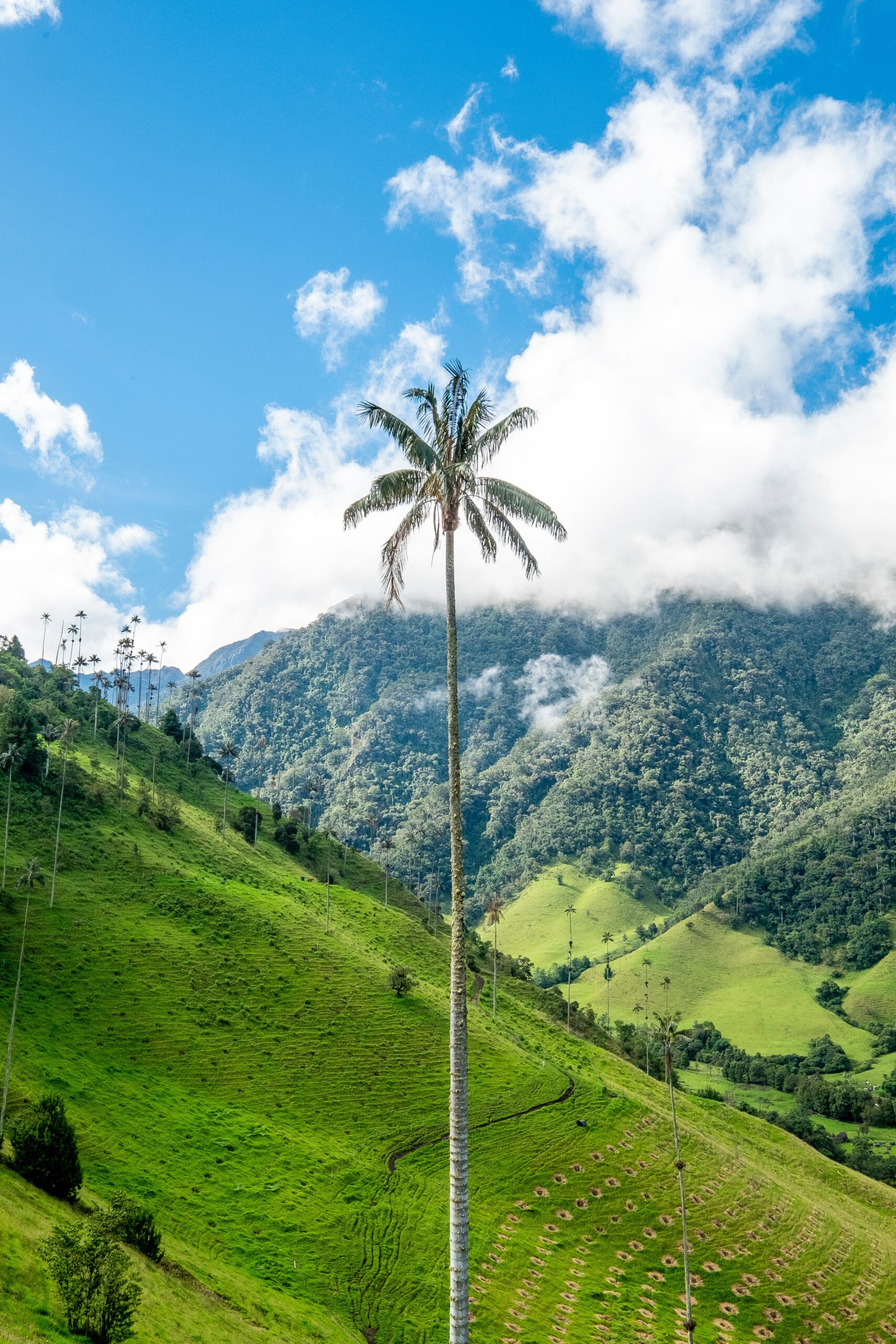 Palm Tree Colombia green landscape