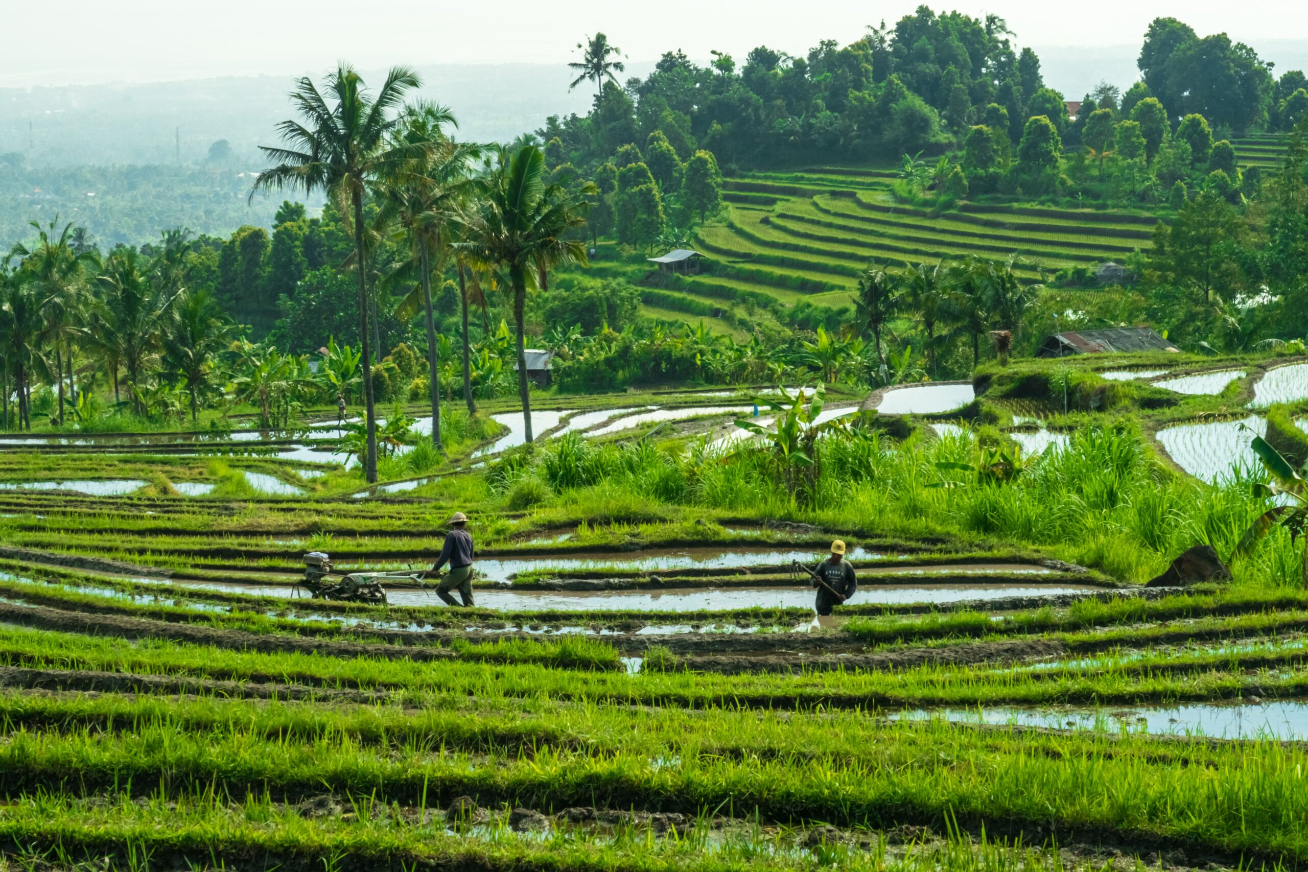 Green Rice field in Indonesia